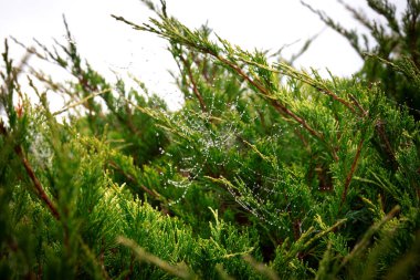 Donmuş su damlacıkları ile ardıç çalısı üzerinde örümcek ağı