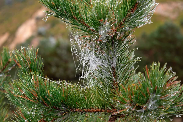 Barrträd Fryst Frost Eller — Stockfoto