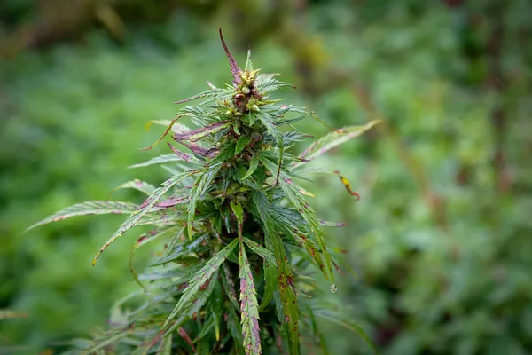 Egy Kannabisznövény Teteje Ami Ősszel Szabadban Mezőn Jogdíjmentes Stock Fotók