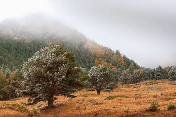 秋天的时候 有一棵覆盖着霜冻的大松树 它屹立在田野里 背靠在山坡上 雾蒙蒙的 — 图库照片