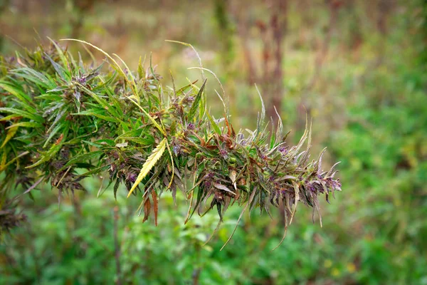 Cannabis Strauch Wächst Freien — Stockfoto