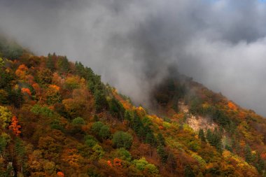 Yoğun ağaçlarla kaplı dağ yamaçları sonbahar ormanı bulutlarla kaplı.