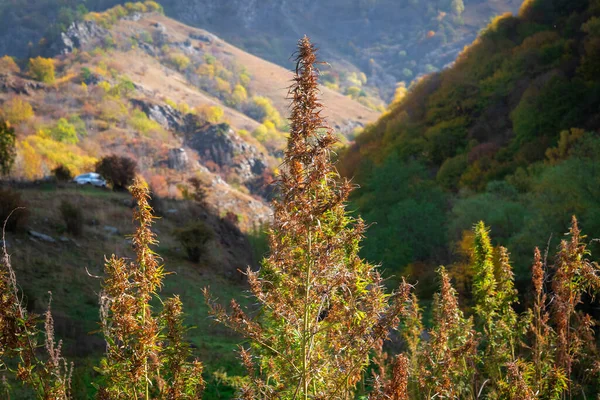 Velho Arbusto Cannabis Crescendo Uma Área Aberta Nas Montanhas Contra Imagens De Bancos De Imagens Sem Royalties