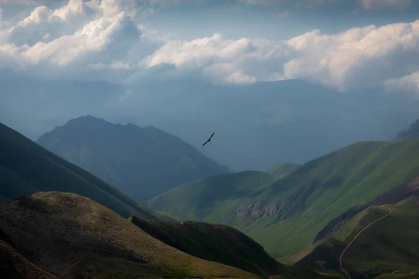 夏天的一天 一只鹰在高山峡谷上空翱翔 — 图库照片
