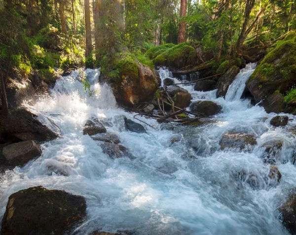 Бурные Потоки Воды Горной Реке Хвойном Лесу — стоковое фото