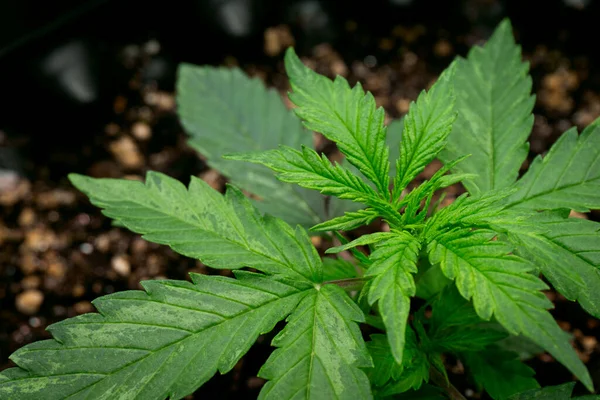 Arbusto Cannabis Joven Una Maceta Especial Que Crece Casa — Foto de Stock