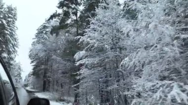 Kış ormanı Karda ağaçlar. Araba asfalt bir yolda gidiyor. Doğa.