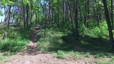 Güneş ağaçların dallarından parlıyor. Yaz manzarası. Doğa.