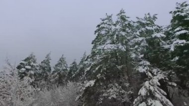Kış ormanı Karda ağaçlar. Çam ağacının dallarında beyaz kar. Kış ormanında araba sürerken. Orman geçmişi. Doğa.