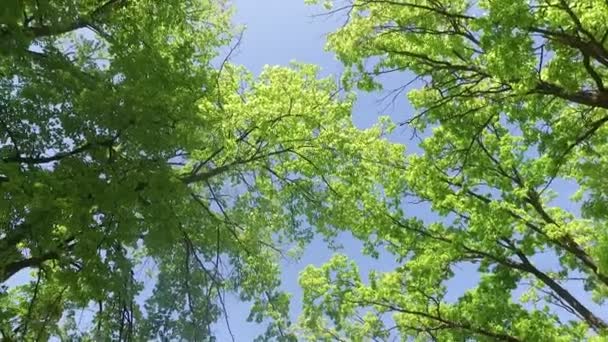 Sole Splende Tra Rami Degli Alberi Paesaggio Primaverile Rotazione Cerchio — Video Stock