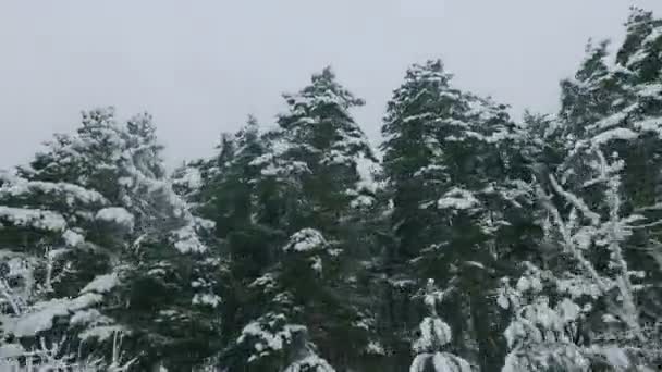 Χειμερινό Δάσος Δέντρα Στο Χιόνι Λευκό Χιόνι Κλαδιά Πεύκου Οδηγώντας — Αρχείο Βίντεο