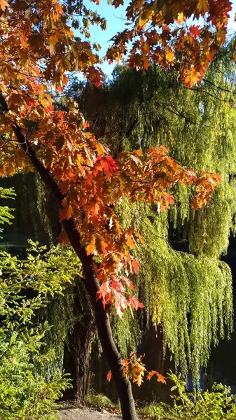 Bäume im Herbst - Weiden, Eichen im Park — Stockfoto