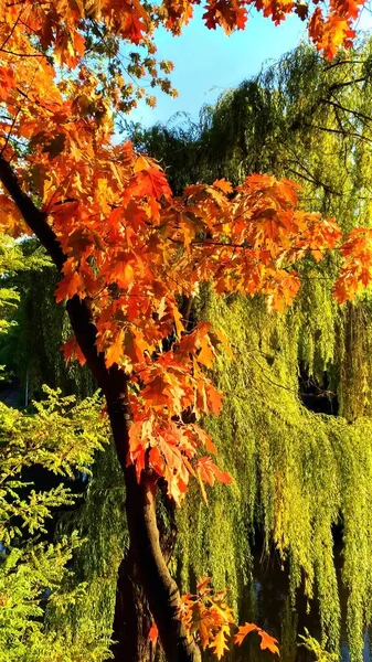 Herbstfarben - Bäume gegen den Himmel, orange, gelb, rot, blau — Stockfoto