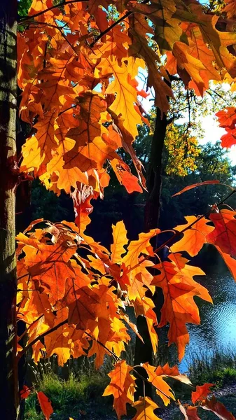 Herbstfarben - Bäume gegen den Himmel, orange, gelb, rot, blau — Stockfoto