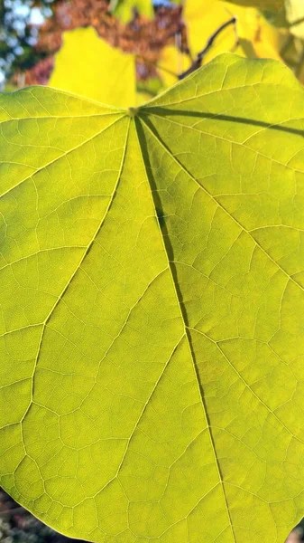 Superfície de folha verde amarela detalhada retroiluminada, macro — Fotografia de Stock