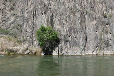 Nehrin kıyısındaki ıssız bir çalı bir kayanın arka planında