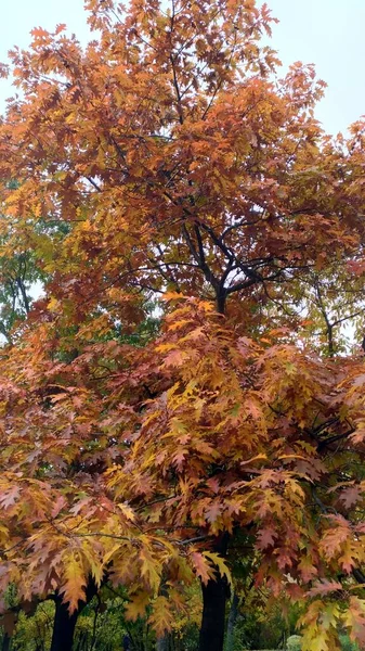Tree in autumn - oak in park, leaves and branches against sky — Stock Photo, Image