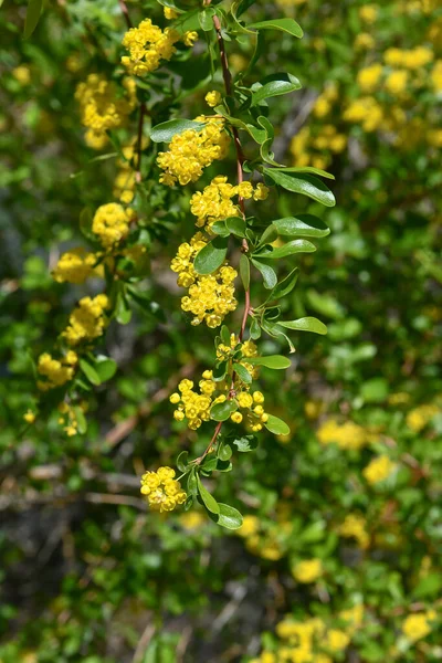 Flores amarelas de alyssum, gênero de plantas da família Cabbage, filmado no verão na Ásia. — Fotografia de Stock