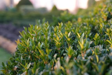 Parktaki dekoratif bir çalıda taze filizler.