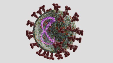 Omicron SARS-CoV-2 virüsü. RNA ve N-protein ile çapraz kesit görünür. Elektron mikroskobu büyütme bilgisayar modeli, koronavirüs, 3 boyutlu görüntüleme. Beyazda izole edilmiş.