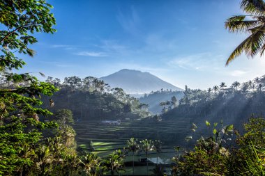 Bali Rice Terasları Sabah