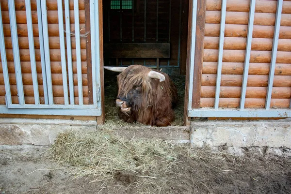 Sığırlar. Uzun kürklü boğa samanlıkta yatıyor..