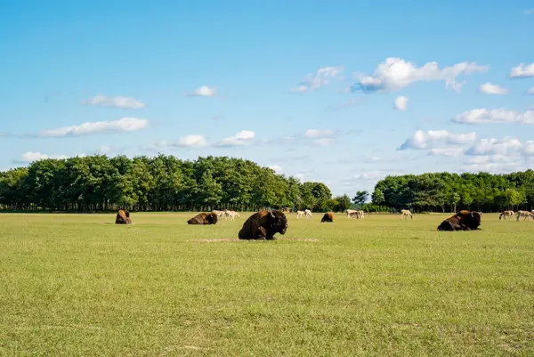 Ormanın yakınında yeşil çimenleri olan açık bir alanda bizonlar. Güneşli bir gün. Mavi gökyüzü. Arka plandaki diğer hayvanlar