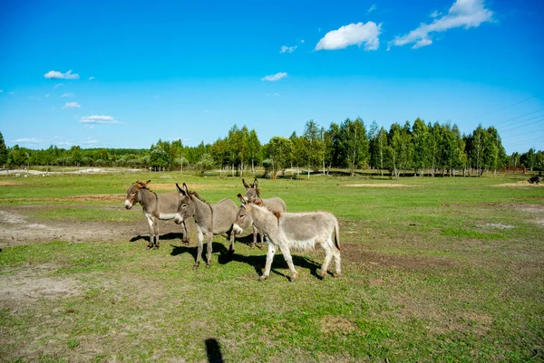 Ormanın yakınında yeşil çimenleri olan açık bir alanda eşekler. Güneşli bir gün. Mavi gökyüzü.