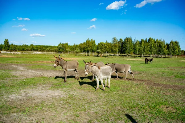 Donkeys Open Area Green Grass Forest Sunny Day Blue Skies — Stock Photo, Image