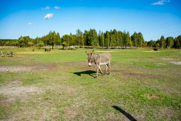 Ormanın yakınında yeşil çimenleri olan açık bir alanda eşekler. Güneşli bir gün. Mavi gökyüzü.
