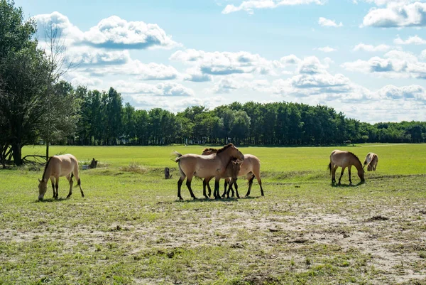 Przewalski 'nin atları ormanın yakınındaki yeşil çimenli açık bir alanda. Güneşli bir gün. Mavi gökyüzü.
