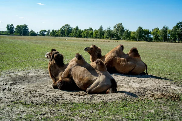 İki deve, ormanın yakınında yeşil çimlerin olduğu açık bir alanda güneşleniyorlar. Güneşli bir gün. Mavi gökyüzü.