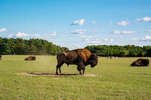 Ormanın yakınında yeşil çimenleri olan açık bir alanda bizonlar. Güneşli bir gün. Mavi gökyüzü. Arka plandaki diğer hayvanlar