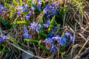 İnanılmaz mavi çiçekler - scilla siberica (Sibirya squill veya ahşap squill). Baharın ilk baharında, arka planda kuru otlarla birlikte bahar güneşinin ışınlarında çiçek açar. Güneşli bir gün.