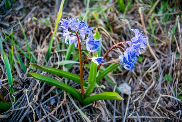 İnanılmaz mavi çiçekler - scilla siberica (Sibirya squill veya ahşap squill). Baharın ilk baharında, arka planda kuru otlarla birlikte bahar güneşinin ışınlarında çiçek açar. Güneşli bir gün.