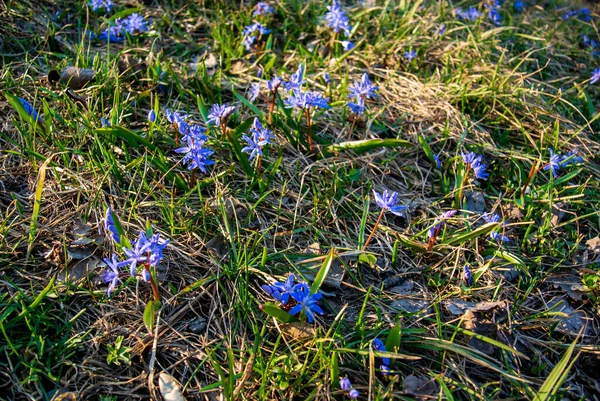 İnanılmaz mavi çiçekler - scilla siberica (Sibirya squill veya ahşap squill). Baharın ilk baharında, arka planda kuru otlarla birlikte bahar güneşinin ışınlarında çiçek açar. Güneşli bir gün.