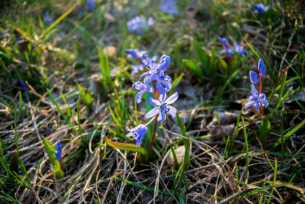 Amazing Blue Flowers Scilla Siberica Siberian Squill Wood Squill First — Stock Photo, Image