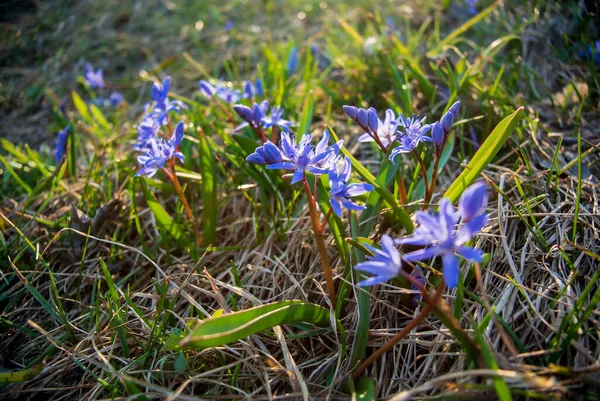 İnanılmaz mavi çiçekler - scilla siberica (Sibirya squill veya ahşap squill). Baharın ilk baharında, arka planda kuru otlarla birlikte bahar güneşinin ışınlarında çiçek açar. Güneşli bir gün.