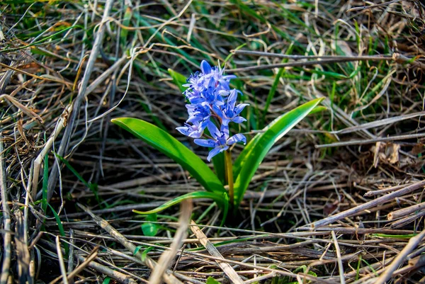 İnanılmaz mavi çiçekler - scilla siberica (Sibirya squill veya ahşap squill). Baharın ilk baharında, arka planda kuru otlarla birlikte bahar güneşinin ışınlarında çiçek açar. Güneşli bir gün.