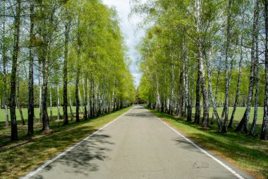 Yüksek huş ağaçları arasında düz asfalt yol. Güneş ışığı ağaçların arasından geçer ve yere düşer. Taze yeşil çimenler, güneşli bir bahar gününde yolun her iki tarafındaki zemini kaplar..