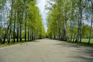 Yüksek huş ağaçları arasında düz asfalt yol. Güneş ışığı ağaçların arasından geçer ve yere düşer. Taze yeşil çimenler, güneşli bir bahar gününde yolun her iki tarafındaki zemini kaplar..