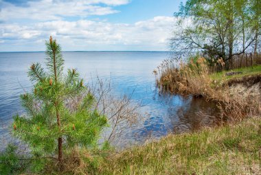 Güneşli bir bahar gününde büyüleyici bir manzara. Suyun dolambaçlı sahilinde küçük bir çam ağacı, kamış ve huş ağacı, kalın bulutlarla kaplı mavi gökyüzünü yansıtır..