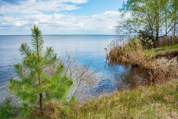 Güneşli bir bahar gününde büyüleyici bir manzara. Suyun dolambaçlı sahilinde küçük bir çam ağacı, kamış ve huş ağacı, kalın bulutlarla kaplı mavi gökyüzünü yansıtır..