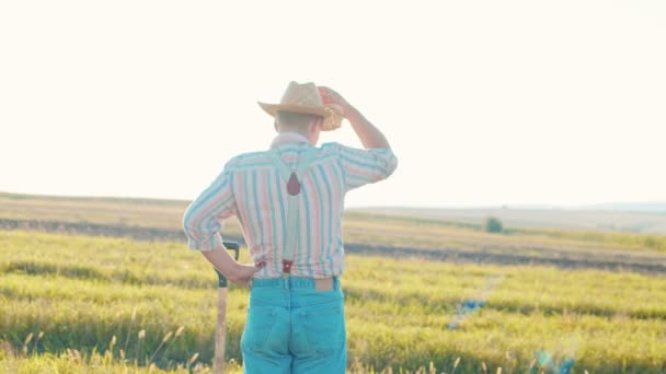 Hombre agricultor agrónomo en el campo de trigo dorado al atardecer. Hombre mira las orejas de trigo, vista trasera. El agricultor inspecciona un campo de trigo maduro — Vídeo de stock