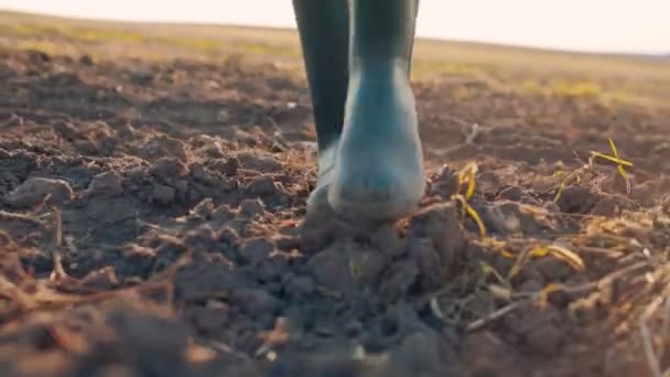 Rolnik agronomista przechadzający się po polu eko-uprawy w gumowych butach. Stopy farmera w gumowych butach. Koncepcja rolnictwa — Wideo stockowe