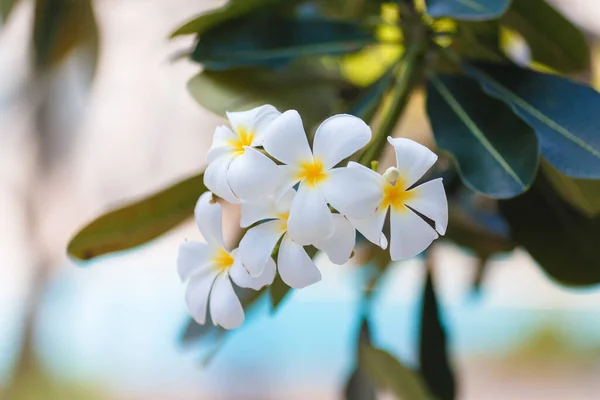 Beyaz frangipani tropikal çiçeği, ağaçta açan Plumeria çiçeği, spa çiçeği — Stok fotoğraf