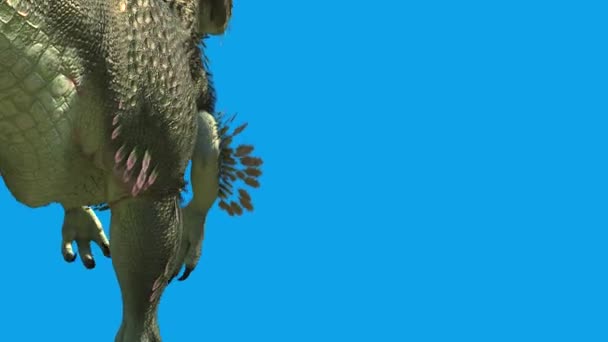 Trex Dinosauro Piumato Cammina Schermo Blu Indietro Rendering Animazione — Video Stock