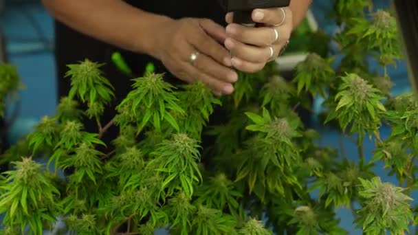 Cannabisboer Gebruikt Microscoop Cbd Analyseren Curatieve Cannabiskwekerij Voor Oogst Cannabisproducten — Stockvideo