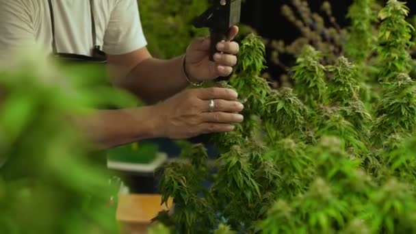 Cannabis Farmer Use Microscope Analyze Cbd Curative Cannabis Farm Harvesting — 图库视频影像
