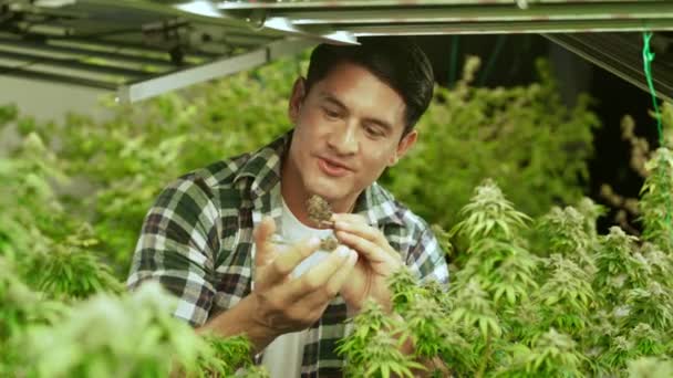 Marijuana Farmer Tests Marijuana Buds Curative Marijuana Farm Harvesting Produce — Video Stock